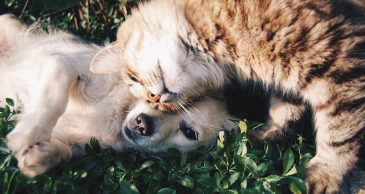 Rette das Leben von Tieren